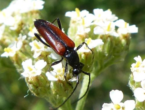 Réf. 220 644 : Stenurella melanura